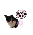 愉快なにゃんず卍（個別スタンプ：6）
