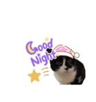 愉快なにゃんず卍（個別スタンプ：10）