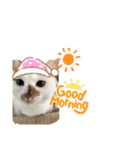 愉快なにゃんず卍（個別スタンプ：11）