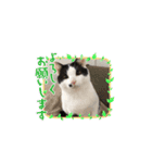 愉快なにゃんず卍（個別スタンプ：12）