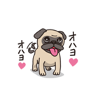 Cute pug dog cocoro（個別スタンプ：1）