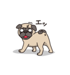 Cute pug dog cocoro（個別スタンプ：2）