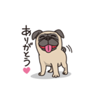 Cute pug dog cocoro（個別スタンプ：4）