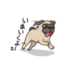 Cute pug dog cocoro（個別スタンプ：9）