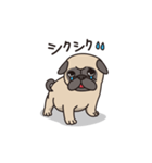 Cute pug dog cocoro（個別スタンプ：11）