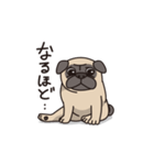 Cute pug dog cocoro（個別スタンプ：13）