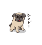 Cute pug dog cocoro（個別スタンプ：16）