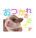 ちゃぴ5（個別スタンプ：1）