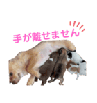 ちゃぴ5（個別スタンプ：4）