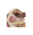ちゃぴ5（個別スタンプ：5）
