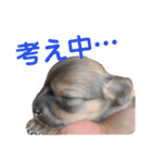 ちゃぴ5（個別スタンプ：7）