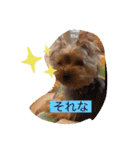 Leoたんの日常スタンプ（個別スタンプ：13）