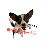 こむぎスタンプⅡ（個別スタンプ：3）