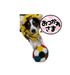 こむぎスタンプⅡ（個別スタンプ：6）