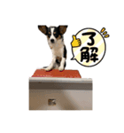 こむぎスタンプⅡ（個別スタンプ：7）