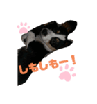こむぎスタンプⅡ（個別スタンプ：8）