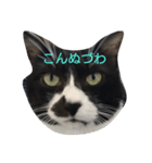 猫のゴマ①（個別スタンプ：1）