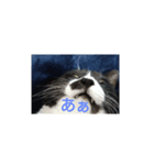 猫のゴマ①（個別スタンプ：4）
