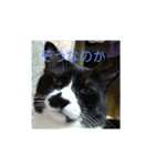 猫のゴマ①（個別スタンプ：7）
