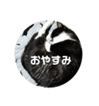 猫のゴマ①（個別スタンプ：8）