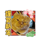 トラとの幸せライフ SP（個別スタンプ：1）