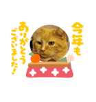 トラとの幸せライフ SP（個別スタンプ：7）