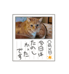 トラとの幸せライフ SP（個別スタンプ：10）