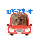 トラとの幸せライフ SP（個別スタンプ：11）