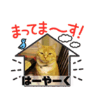 トラとの幸せライフ SP（個別スタンプ：12）