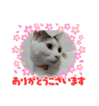 ずっこけ可愛い保護猫たち（個別スタンプ：5）