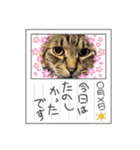 ずっこけ可愛い保護猫たち（個別スタンプ：18）