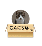 ずっこけ可愛い保護猫たち（個別スタンプ：23）