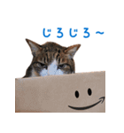 こたろう時々くろ（個別スタンプ：1）