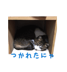 こたろう時々くろ（個別スタンプ：16）