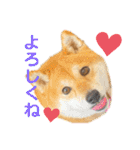Tumuさんの日常④（個別スタンプ：13）