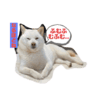 ひろしとみつこ（個別スタンプ：13）