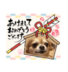 うちのてつです。年賀状虎（個別スタンプ：2）