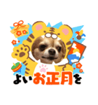 うちのてつです。年賀状虎（個別スタンプ：3）
