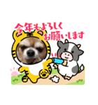 うちのてつです。年賀状虎（個別スタンプ：5）