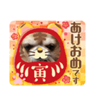 うちのてつです。年賀状虎（個別スタンプ：6）