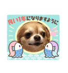 うちのてつです。年賀状虎（個別スタンプ：7）