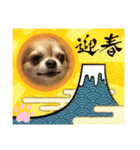 うちのてつです。年賀状虎（個別スタンプ：8）