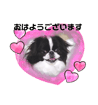 狆ちろ可愛い～言葉（個別スタンプ：1）