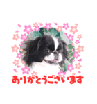 狆ちろ可愛い～言葉（個別スタンプ：2）