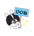 狆ちろ可愛い～言葉（個別スタンプ：5）