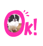 狆ちろ可愛い～言葉（個別スタンプ：6）