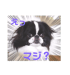 狆ちろ可愛い～言葉（個別スタンプ：8）