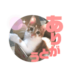 TORIトラちゃんのスタンプ（個別スタンプ：1）