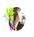 TORIトラちゃんのスタンプ（個別スタンプ：3）
