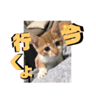 TORIトラちゃんのスタンプ（個別スタンプ：4）